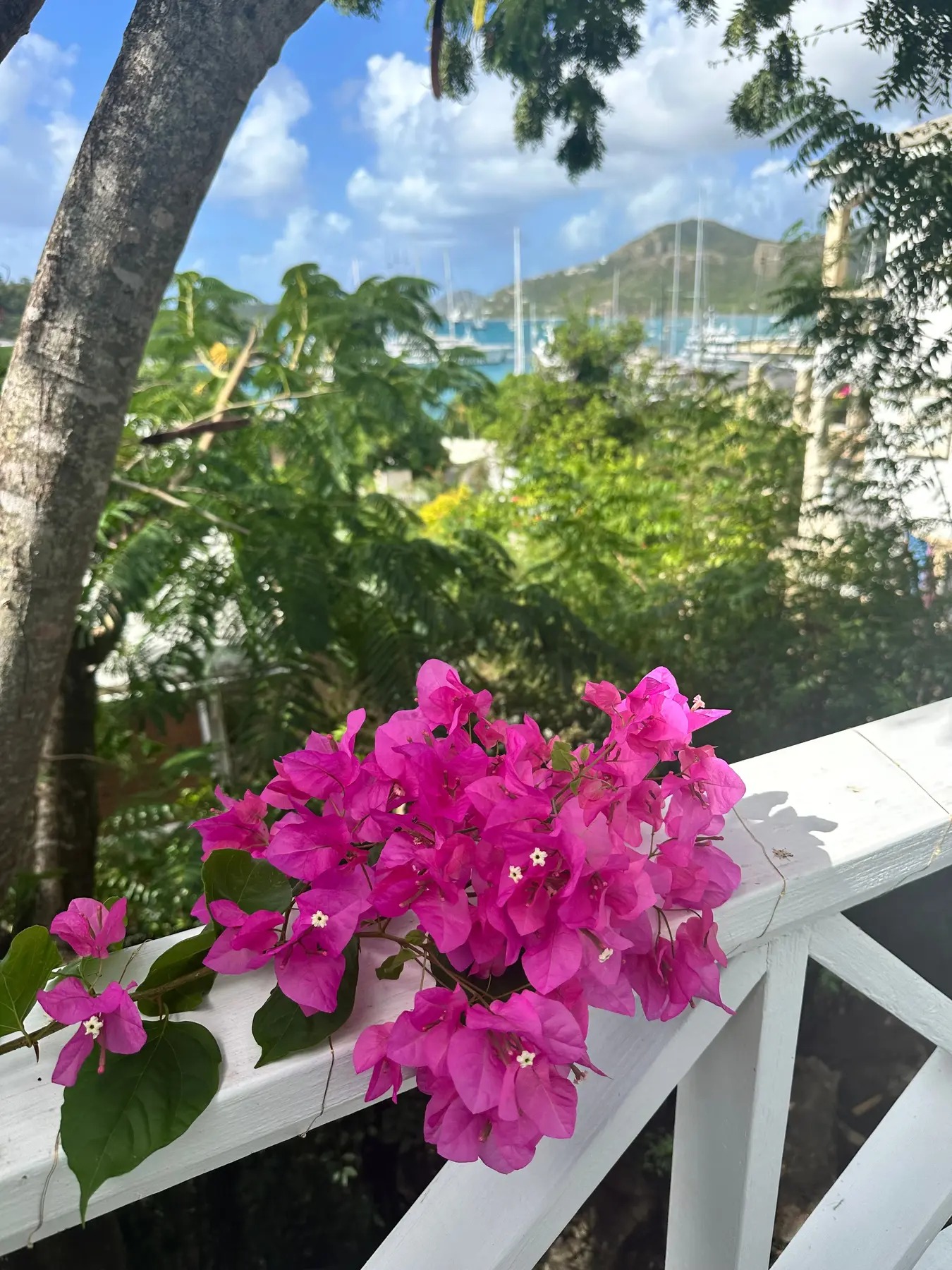 Bougainvillea framing the view across English Harbour from Tiger Lily